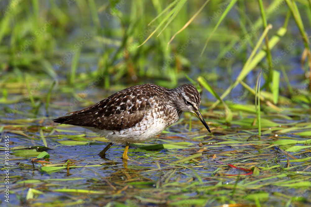 Single Wood sandpiper bird on grassy wetlands during a spring nesting period Single Wood sandpiper bird on grassy wetlands during a spring nesting period