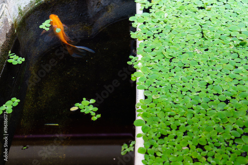 Green background with duckweed
