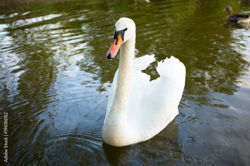 White swan in a lake, close up