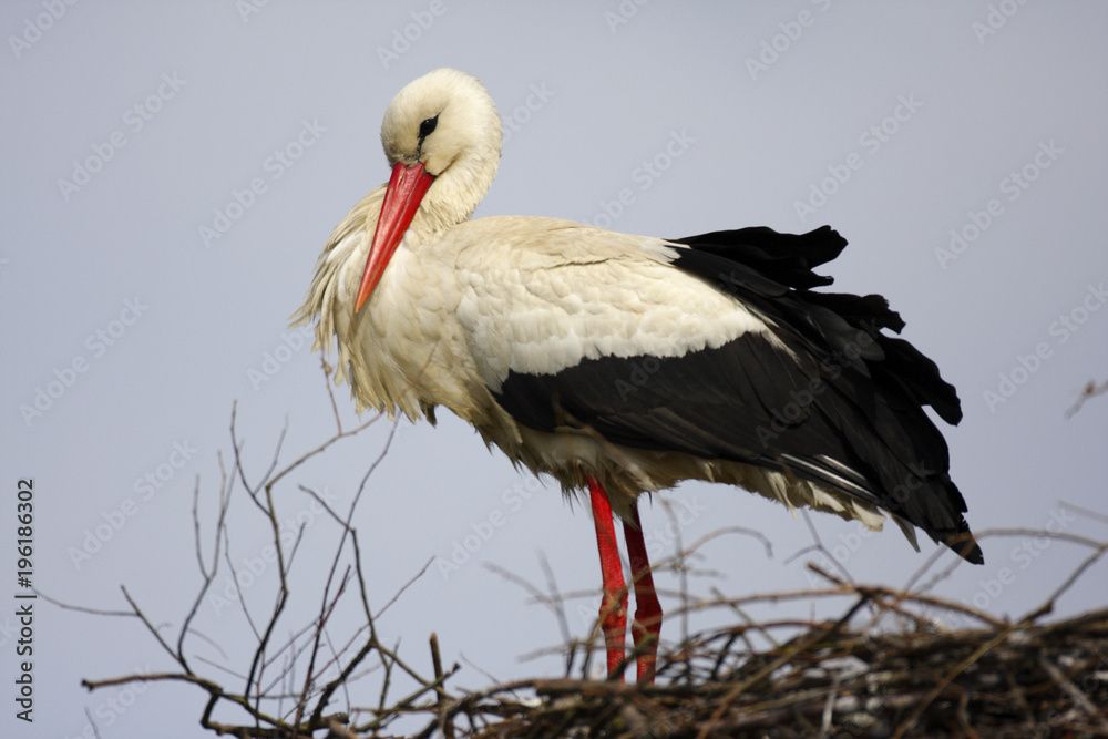 Fototapeta premium Single white Stork bird on a nest during the spring nesting period