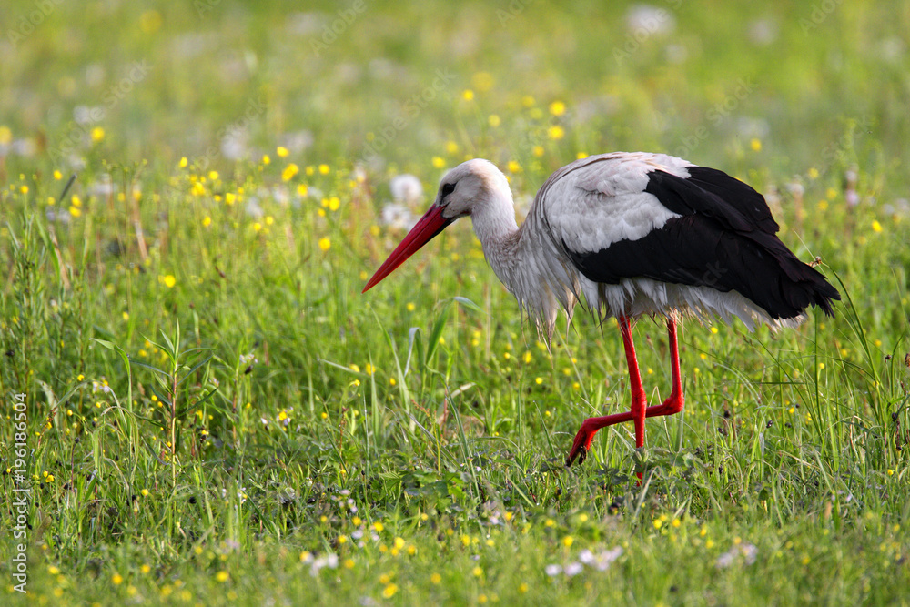 Single White Stork bird on a grassy meadow during the spring nesting period Single White Stork bird on a grassy meadow during the spring nesting period