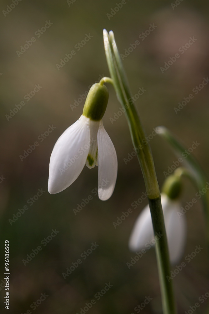 snowdrop macro snowdrop macro