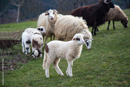 Animal,farming, nature and agriculture concept- Lambs in the field