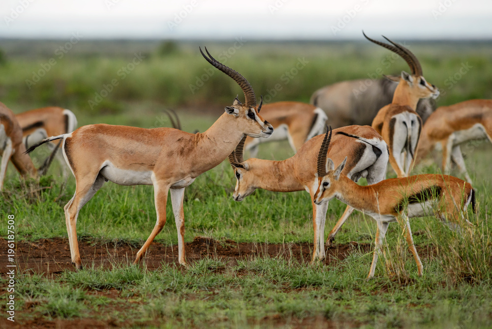 Grant's Gazelle - Nanger granti, small fast antelope from African savanna, Tsavo National Park, Kenya. - obrazy, fototapety, plakaty 
