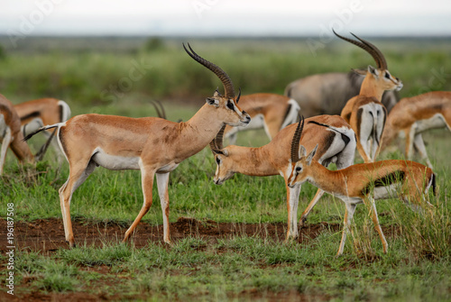 Grant's Gazelle - Nanger granti, small fast antelope from African savanna, Tsavo National Park, Kenya.