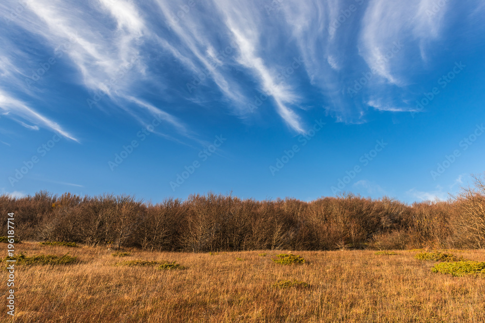 Bare autumn forest on the hillside