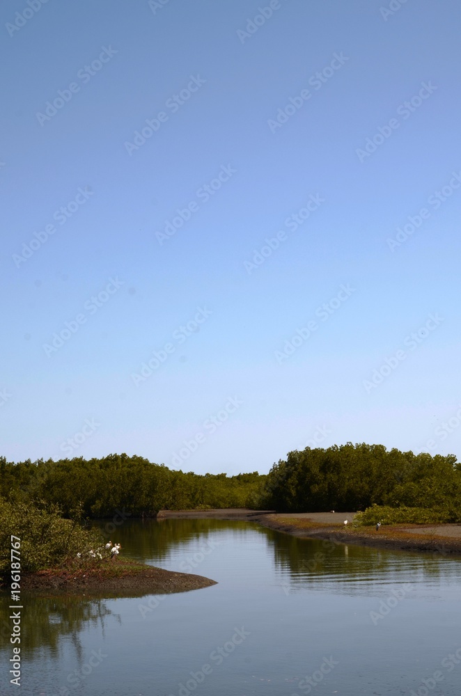 Mangrove sur le fleuve Gambie