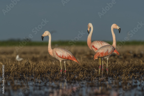 Flamingos, Patagonia Argentina