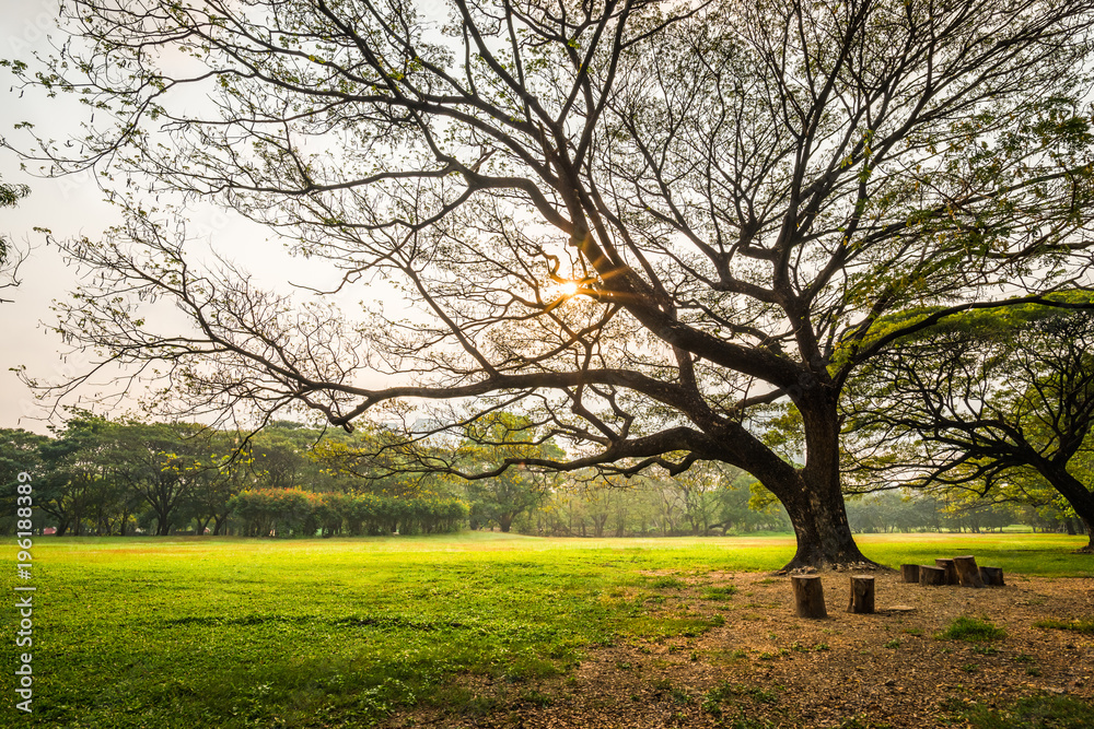 Big rain tree with green grass field in Public Park Big rain tree with green grass field in Public Park