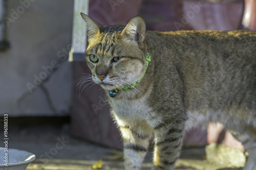 Cat with abscess from bite wound on face photo