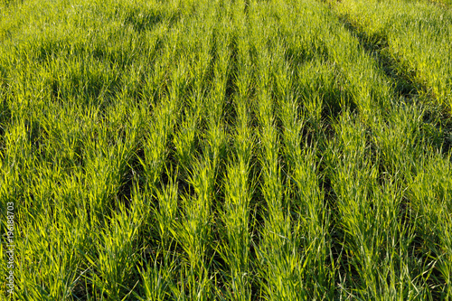 Young wheat field at spring photo