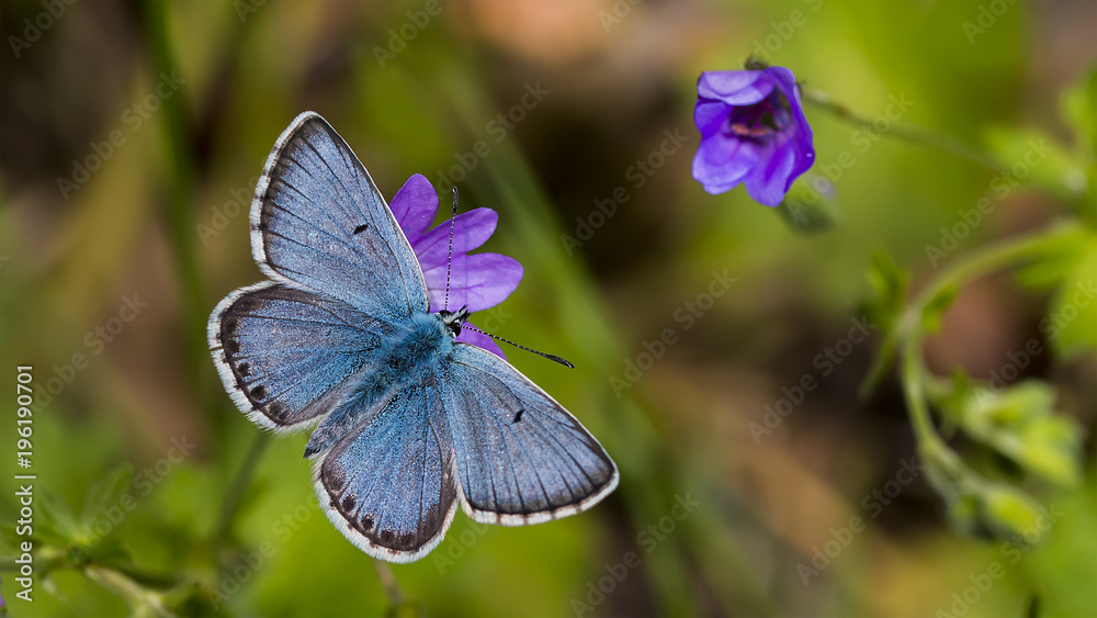 Çokgözlü Balkan Mavisi - Polyommatus anteros Çokgözlü Balkan Mavisi - Polyommatus anteros