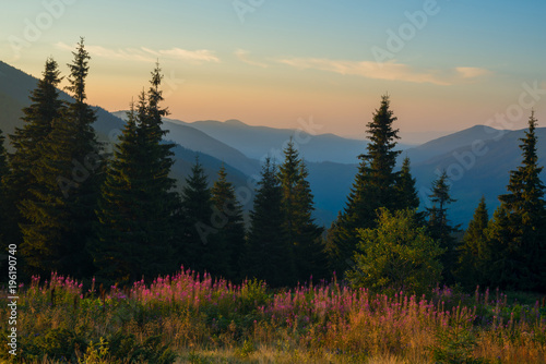 Alpine meadow covered with wildflowers during sunset