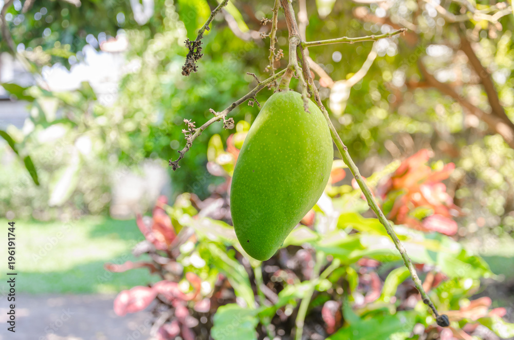 Mango fruit on tree and garden background With orange light Mango fruit on tree and garden background With orange light