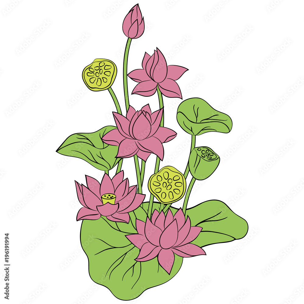 vector color pink lotus flower pattern on white simple hand drawn
