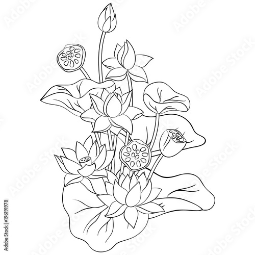 vector contour  lotus flower on white simple hand drawn meditaton symbol