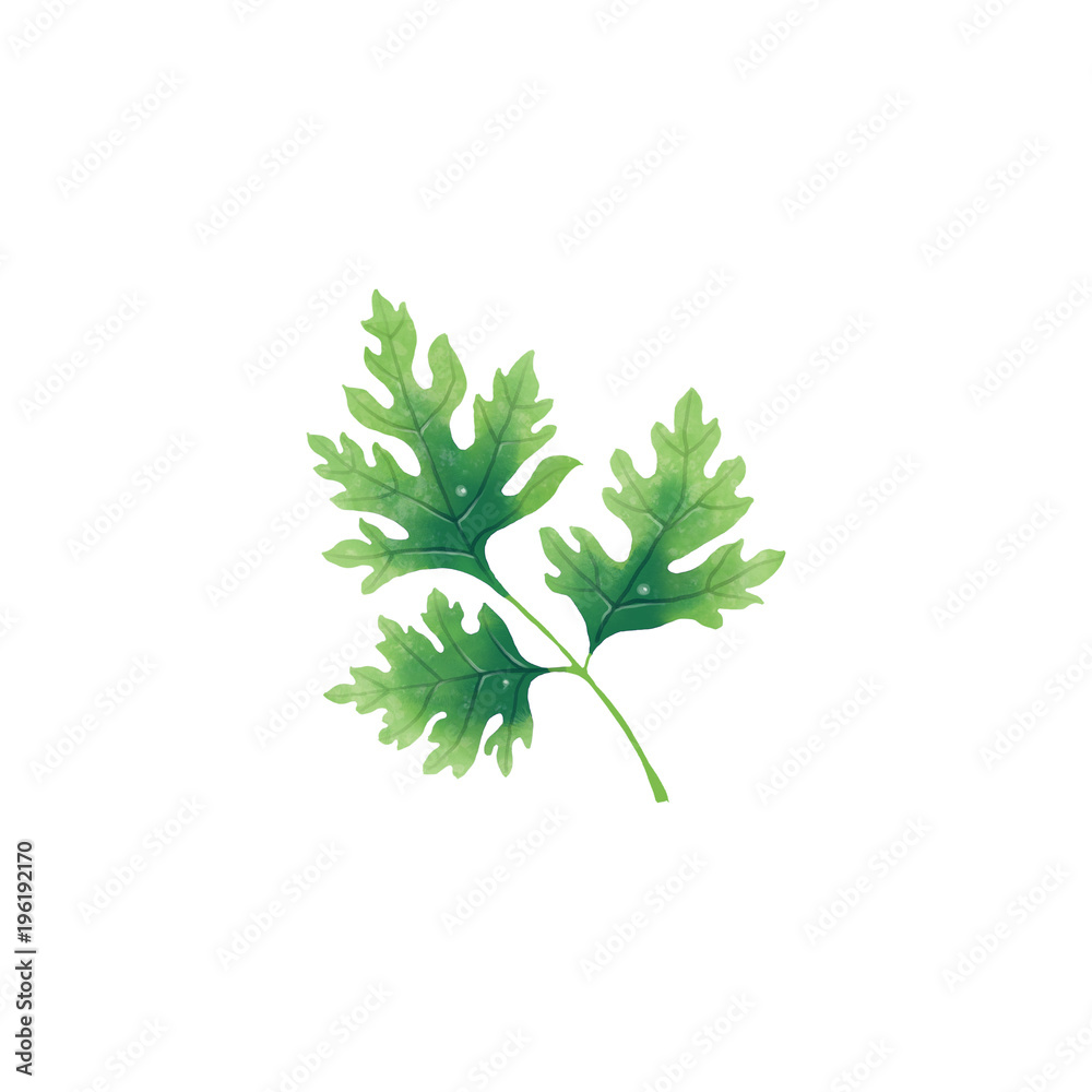 Isolated illustration of a leaf or branch of parsley on white background. Isolated illustration of a leaf or branch of parsley on white background.
