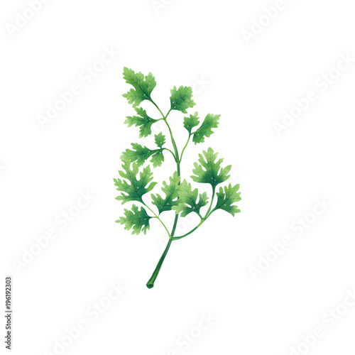 Isolated illustration of a leaf or branch of parsley on white background.