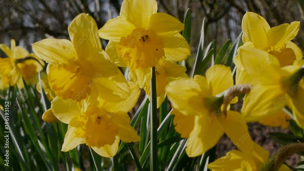 Yellow Narcissus Flower in Spring Yellow Narcissus Flower in Spring