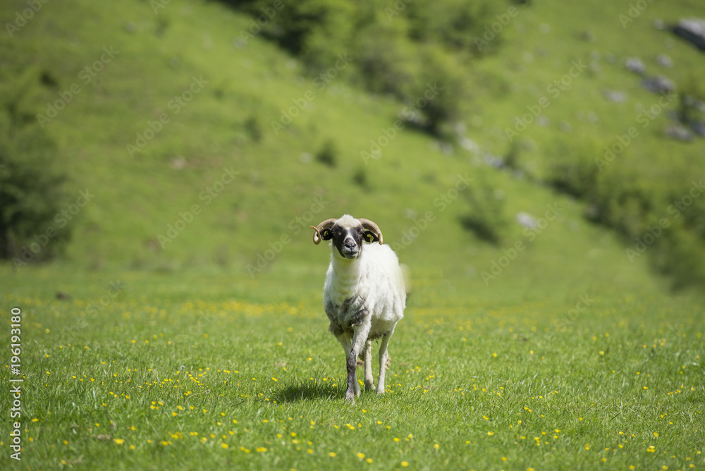 Goat in the green field Goat in the green field