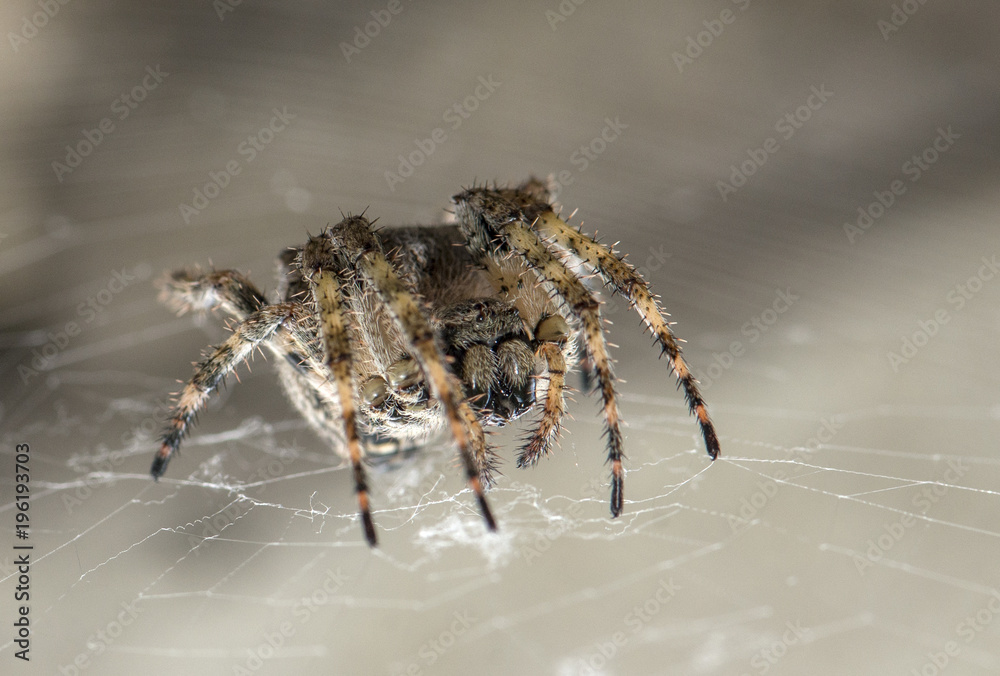 A closeup shot of a spider