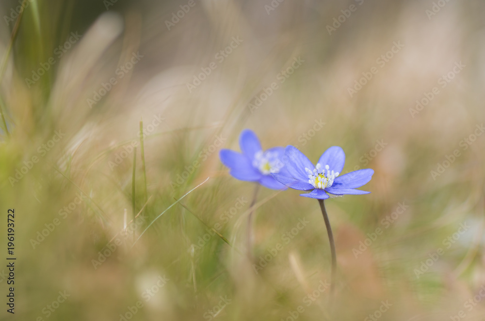 Makro eines Leberblümchens