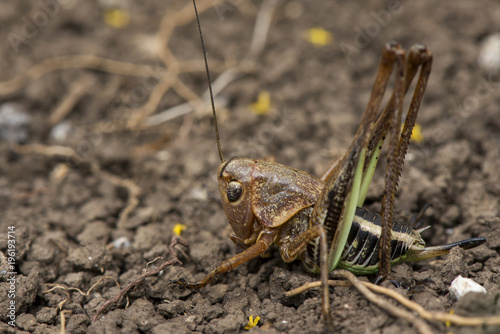 A closeup shot of a grasshopper