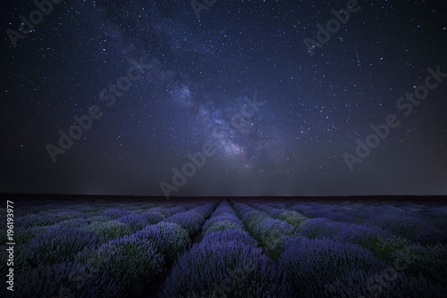 Fototapeta The Milky Way galaxy rising above lavender field