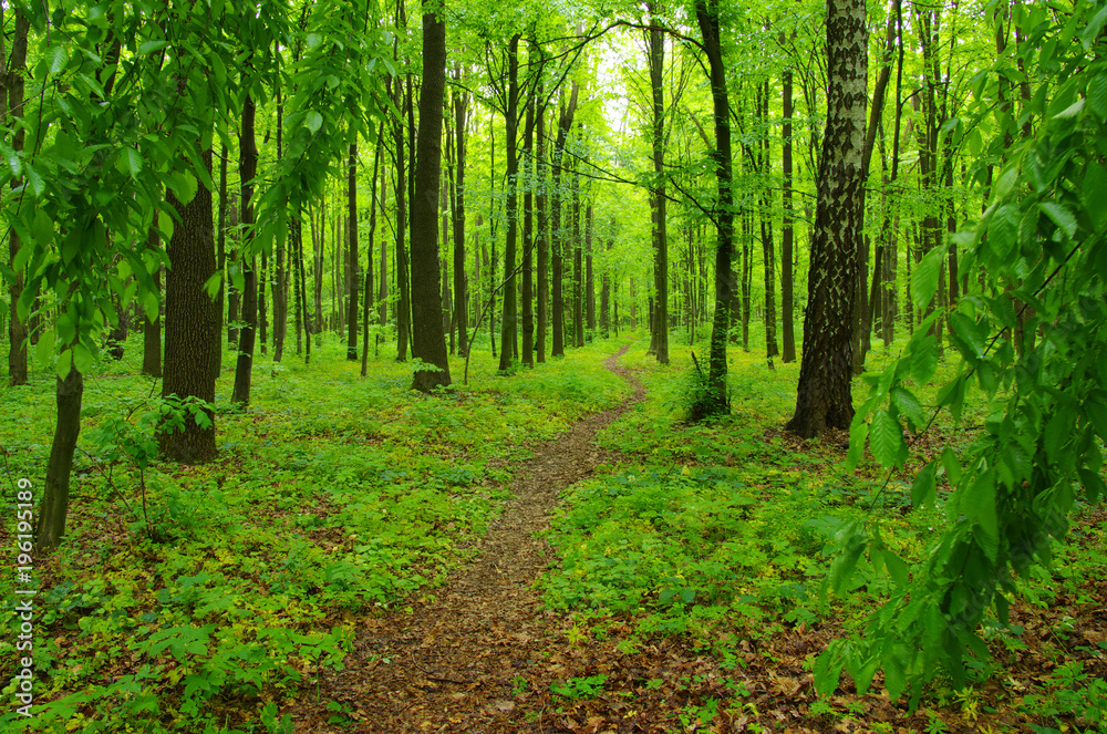 Obraz premium green forest in spring