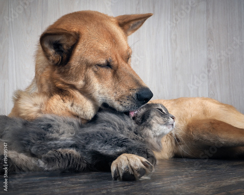 A huge dog licking a cat