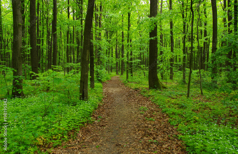 Fototapeta premium Forest trees in spring