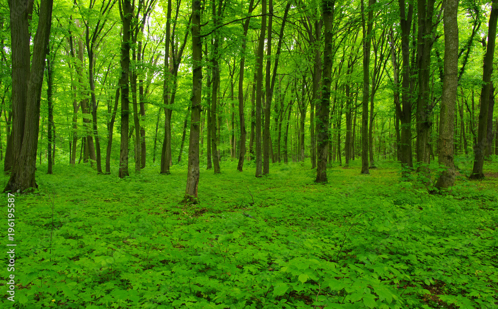 Fototapeta Forest trees in spring