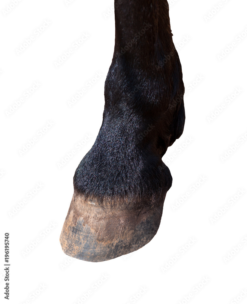 Fototapeta premium Jeden koń na białym tle.