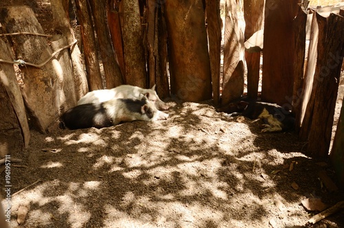 Lemen : Elevage de cochons dans la brousse (North Bank- Gambie) photo