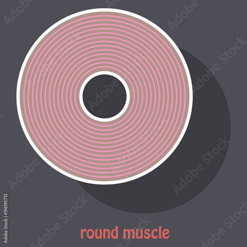 Illustration of Structure Skeletal Muscle Anatomy