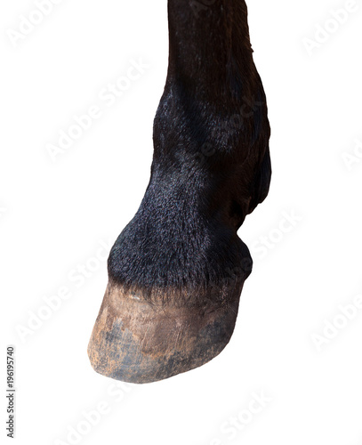 One horse on a white background.