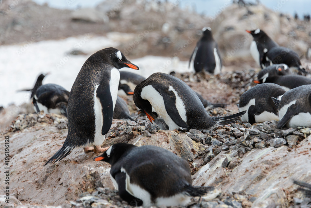 Naklejka premium Gentoo penguin with chicks in nest