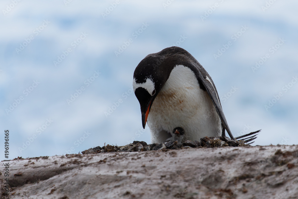 Fototapeta premium Gentoo penguin with chicks in nest