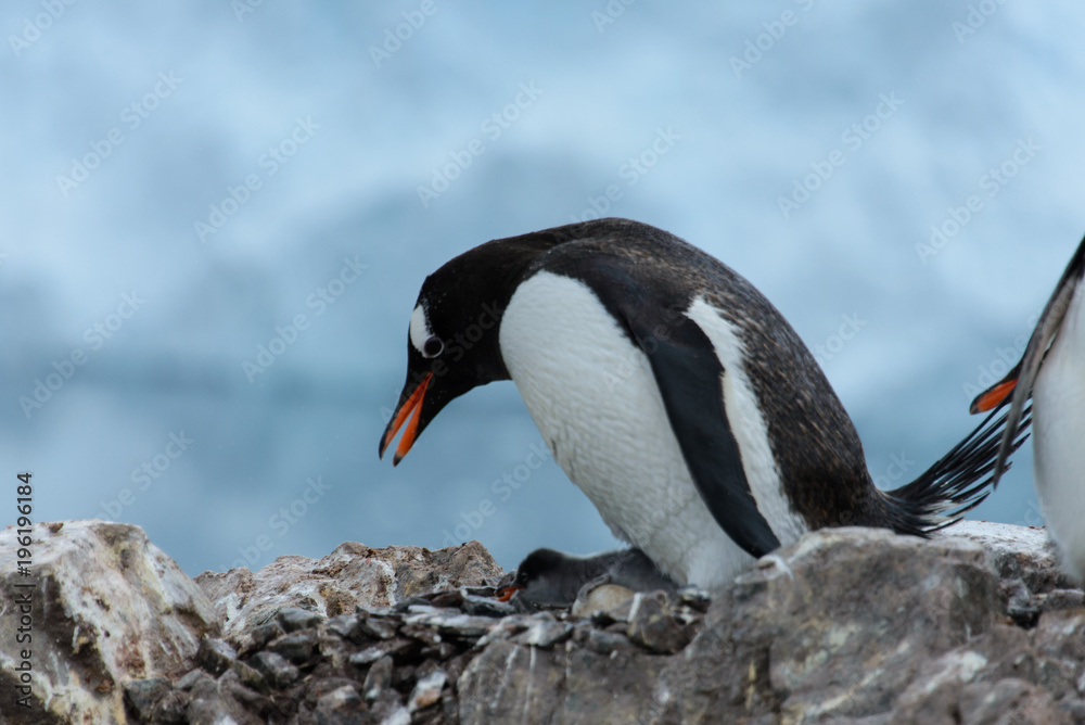 Fototapeta premium Gentoo penguin with chicks in nest