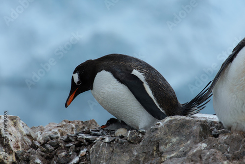 Gentoo penguin with chicks in nest