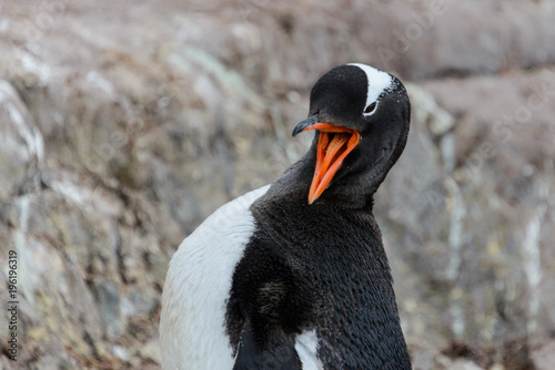 Gentoo penguin scratching