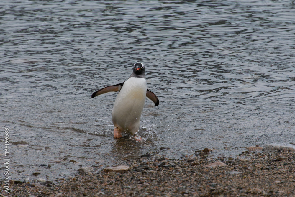 Fototapeta premium Gentoo penguin going from sea