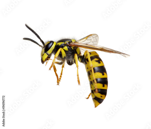 wasp on white