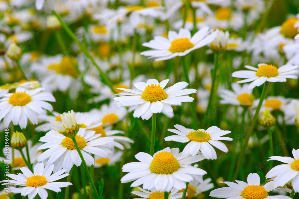 White daisy on  field