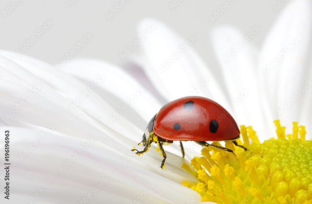 Obraz premium Ladybug on a flower