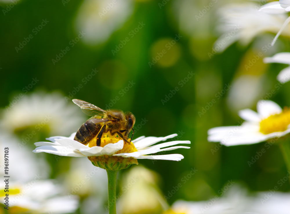 Bee on the flower Bee on the flower