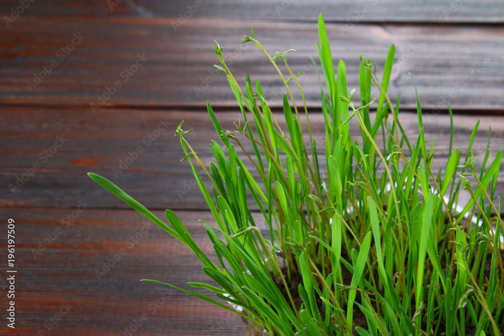 Obraz premium Sprouted green oats in the form of grass at home.