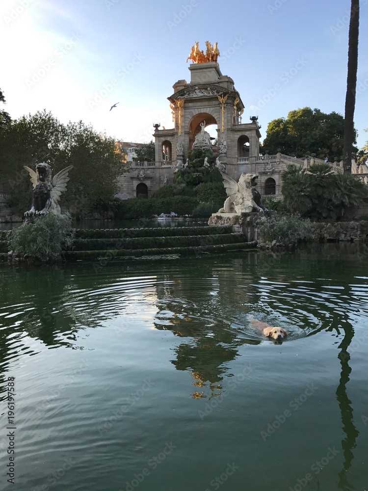 Obraz premium Dog swimming in Parc De La Ciutadella
