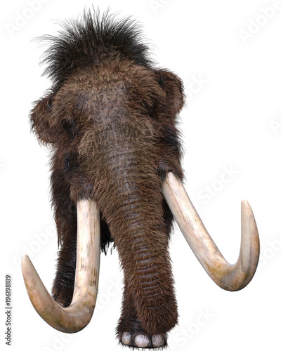 Photos mamut