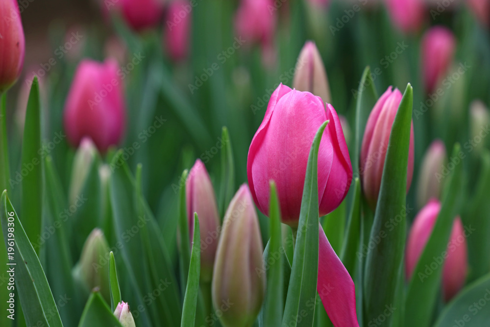 Pink tulip flowers with green leaves